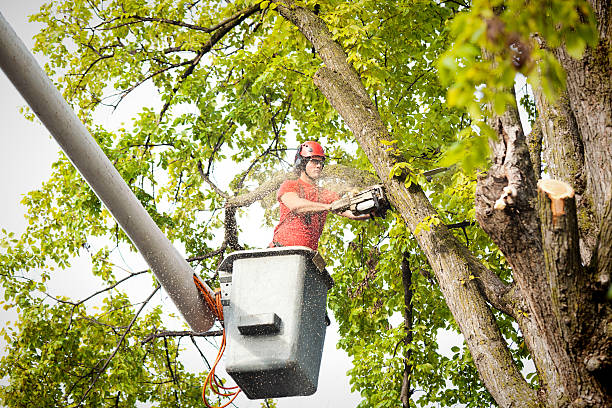 Isla Vista, CA Tree Services Company